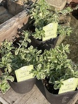 斑入り白花ポーチュラカ　『ミルク＆ハニー』